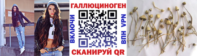 OMG   Бийск  Псилоцибиновые грибы Cubensis 